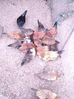 Barbus d'Anvers raszuiver, Dieren en Toebehoren, Meerdere dieren, Tropenvogel, Geringd