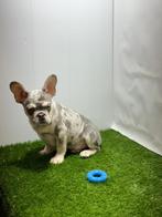 Franse bulldog pups, Dieren en Toebehoren, Honden | Bulldogs, Pinschers en Molossers, 15 weken tot 1 jaar, Buitenland, CDV (hondenziekte)