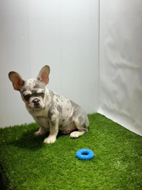 Franse bulldog pups, Dieren en Toebehoren, Honden | Bulldogs, Pinschers en Molossers, Meerdere dieren, Bulldog, Fokker | Professioneel