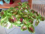 Coleus siernetel moederplant + 3 potjes met stekken, Huis en Inrichting, Ophalen