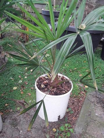 Palmboom Trachycarpus fortunei  beschikbaar voor biedingen