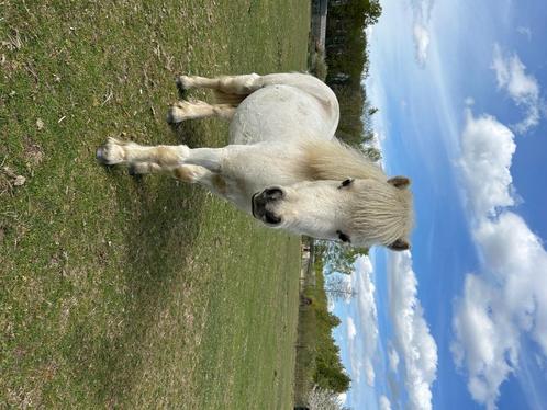 Shetlanders, Dieren en Toebehoren, Pony's, Merrie, Zadelmak, A pony (tot 1.17m), Recreatiepony, Gechipt, Ontwormd, Ingeënt
