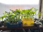 Te koop paprika planten, Tuin en Terras, Overige Tuin en Terras, Ophalen