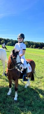 Pony, Dieren en Toebehoren, Pony's, B, Gechipt, Ruin, Springpony