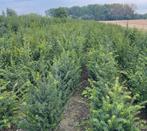 ‼️Taxus baccata aan stuntprijzen ‼️, Tuin en Terras, Ophalen, Taxus