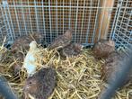 Japanse kwartels hennen en hanen
