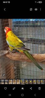 golden rosella pop 2022