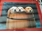 2 kaders met honden, Huis en Inrichting, Ophalen, Minder dan 50 cm, Gebruikt, Foto of Poster