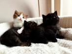 Brits korthaar kittens met stamboom, Dieren en Toebehoren, Meerdere dieren, Gechipt, 0 tot 2 jaar