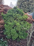 Cipres struik, Ophalen, Struik