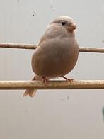 goudvinken, Dieren en Toebehoren, Vogels | Overige Vogels, Meerdere dieren, Wildzangvogel