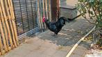 Australorp zwart nog steeds te koop, Dieren en Toebehoren, Pluimvee