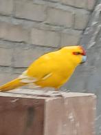 Kakariki's, Dieren en Toebehoren, Vogels | Parkieten en Papegaaien