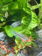 3 spakling gouramie, Dieren en Toebehoren, Vis, Zoetwatervis, Schoolvis