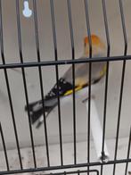 Eumo witkop putter man split eumopastel 2025, Dieren en Toebehoren