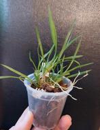 Miniatuur Orchidee Gomesa (Ornithophora) radicans. Geurend, Huis en Inrichting, Ophalen of Verzenden