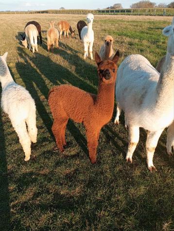 Te koop mooie vrouwelijke alpaca met goede stamboom  beschikbaar voor biedingen