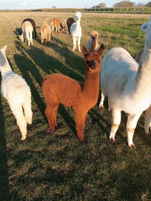 Te koop mooie vrouwelijke alpaca met goede stamboom, Dieren en Toebehoren, Overige Dieren, Mannelijk