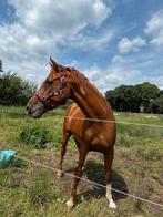 Volle stal gezocht, Dieren en Toebehoren, Paarden, Merrie, Gechipt, Zadelmak, 160 tot 165 cm