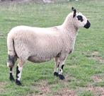 Kerry-Hill schapen, Dieren en Toebehoren, Schapen, Geiten en Varkens