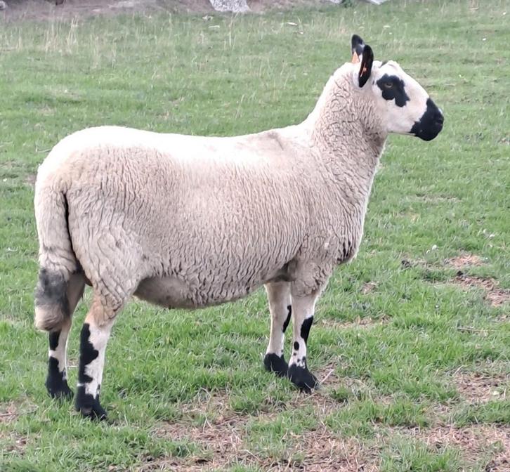 Kerry-Hill schapen, Dieren en Toebehoren, Schapen, Geiten en Varkens