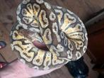 Python regius, Dieren en Toebehoren, Reptielen en Amfibieën | Toebehoren, Ophalen, Gebruikt, Overige typen