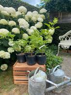 Sambucus nigra 'Haschberg', Ophalen, Halfschaduw