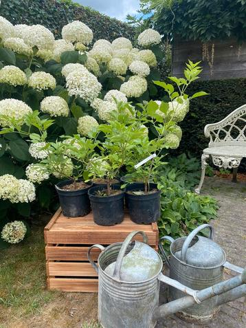 Sambucus nigra 'Haschberg' beschikbaar voor biedingen