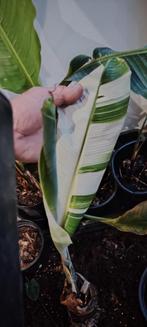 Musa tanee variegated, Tuin en Terras, Ophalen