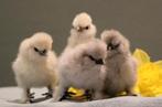 Kuikens legkip en zijdehoen, Dieren en Toebehoren, Pluimvee