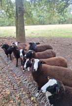 Zwartbles rammen, Dieren en Toebehoren, Schapen, Geiten en Varkens, Mannelijk, Schaap, 0 tot 2 jaar