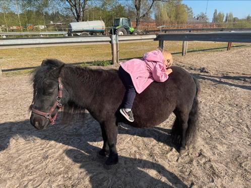 Lieve shetlander ruin met Stamboek, Dieren en Toebehoren, Pony's, Ruin, Zadelmak, A pony (tot 1.17m), Recreatiepony, 3 tot 6 jaar