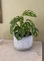 1 Plante d'intérieur MONSTERA adansonii, Ophalen, Overige soorten, Halfschaduw, In pot