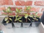 Crassula Ovata vetplanten, Ophalen