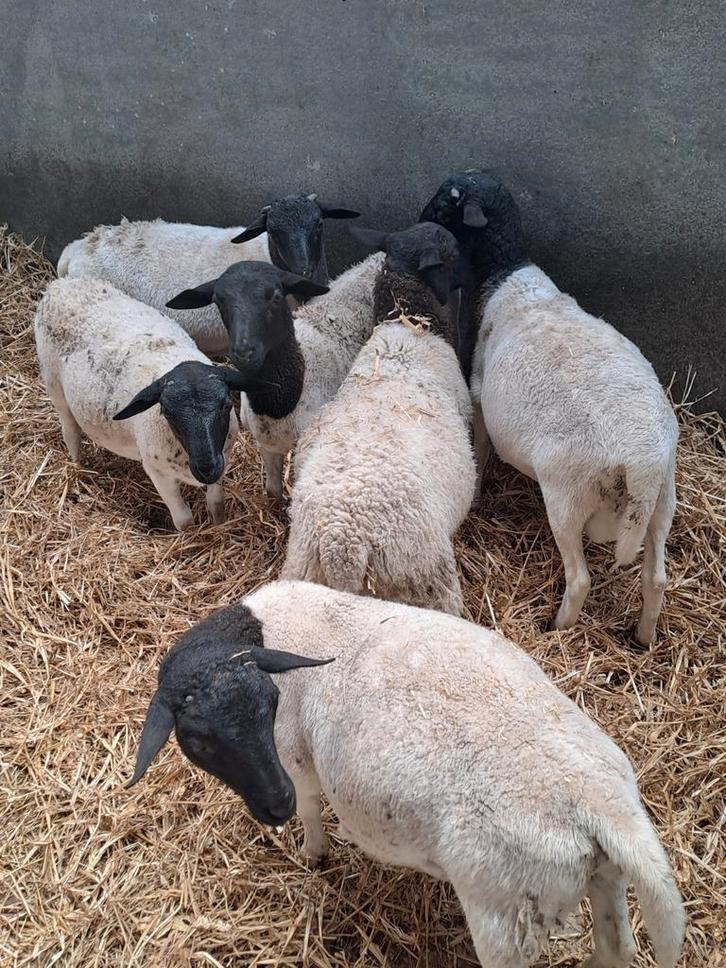 Jonge dorper rammen, Dieren en Toebehoren, Schapen, Geiten en Varkens, Schaap, Mannelijk, 0 tot 2 jaar