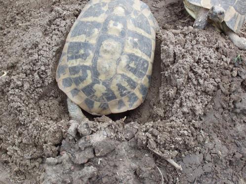 Griekse landschildpadden, Dieren en Toebehoren, Reptielen en Amfibieën, Schildpad, 11 jaar of ouder