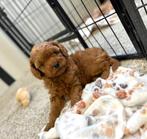 Toypoedel pups (dwergpoedel x toypoedel), Dieren en Toebehoren, Poedel, België, CDV (hondenziekte), 8 tot 15 weken