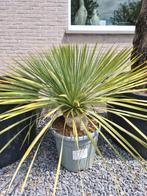 Yucca Rostrata, Ophalen