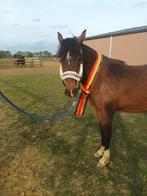 Prachtige brp merrie, Merrie, Gechipt, Dressuurpony, 3 tot 6 jaar