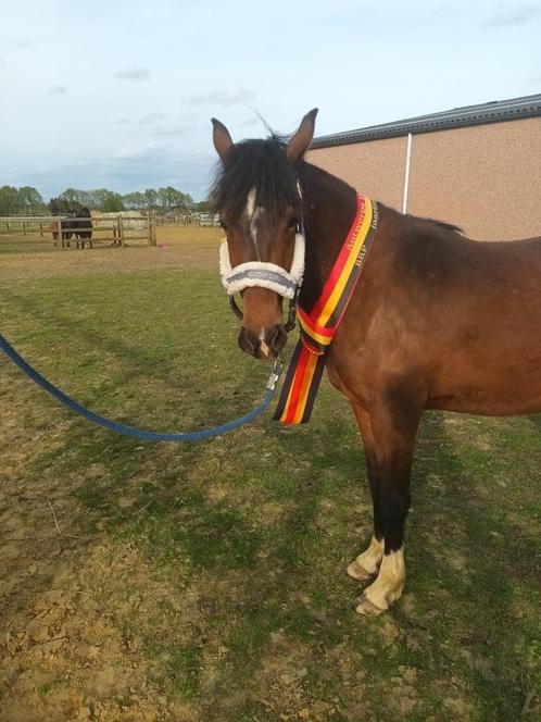 Prachtige brp merrie, Dieren en Toebehoren, Pony's, Merrie, Onbeleerd, D pony (1.37m tot 1.48m), Dressuurpony, 3 tot 6 jaar, Met stamboom