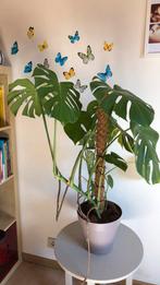 Monstera, Ophalen, Overige soorten, Halfschaduw, In pot