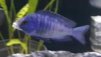 Placidochromis Mdoka White Lips malawi cichliden, Poisson, Poisson d'eau douce, Banc de poissons