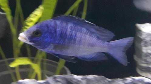 Placidochromis Mdoka White Lips malawi cichliden, Animaux & Accessoires, Poissons | Poissons d'aquarium, Poisson d'eau douce, Poisson