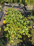 Planten (lotus) gratis, Ophalen