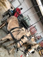 Welsh pony’s merrie’s, Dieren en Toebehoren, Merrie, Niet van toepassing, Gechipt, 7 tot 10 jaar