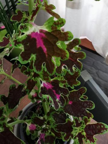 Coleus inky fingers plant in goede gezondheid  disponible aux enchères