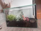 Terrarium, Animaux & Accessoires, Reptiles & Amphibiens | Accessoires, Enlèvement, Utilisé, Terrarium ou Paludarium
