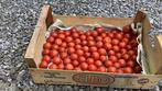 Snoeptomaten, tomaten bio, Ophalen