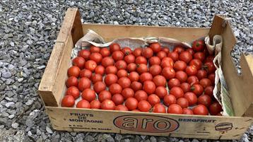 Snoeptomaten, tomaten bio beschikbaar voor biedingen