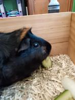Cobaye, Dieren en Toebehoren, Knaagdieren, Cavia